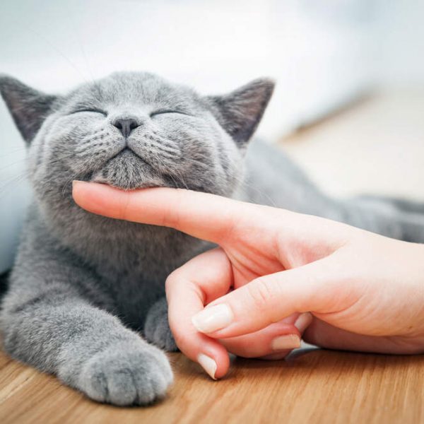 Happy,Kitten,Likes,Being,Stroked,By,Woman's,Hand.,The,British